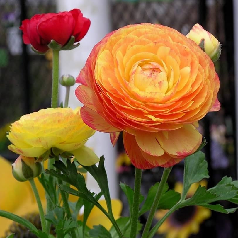 Red-Yellow Ranunculus Flower seeds for Planting - Sun Loving, Heirloom & GMO Free Seeds for Home Garden