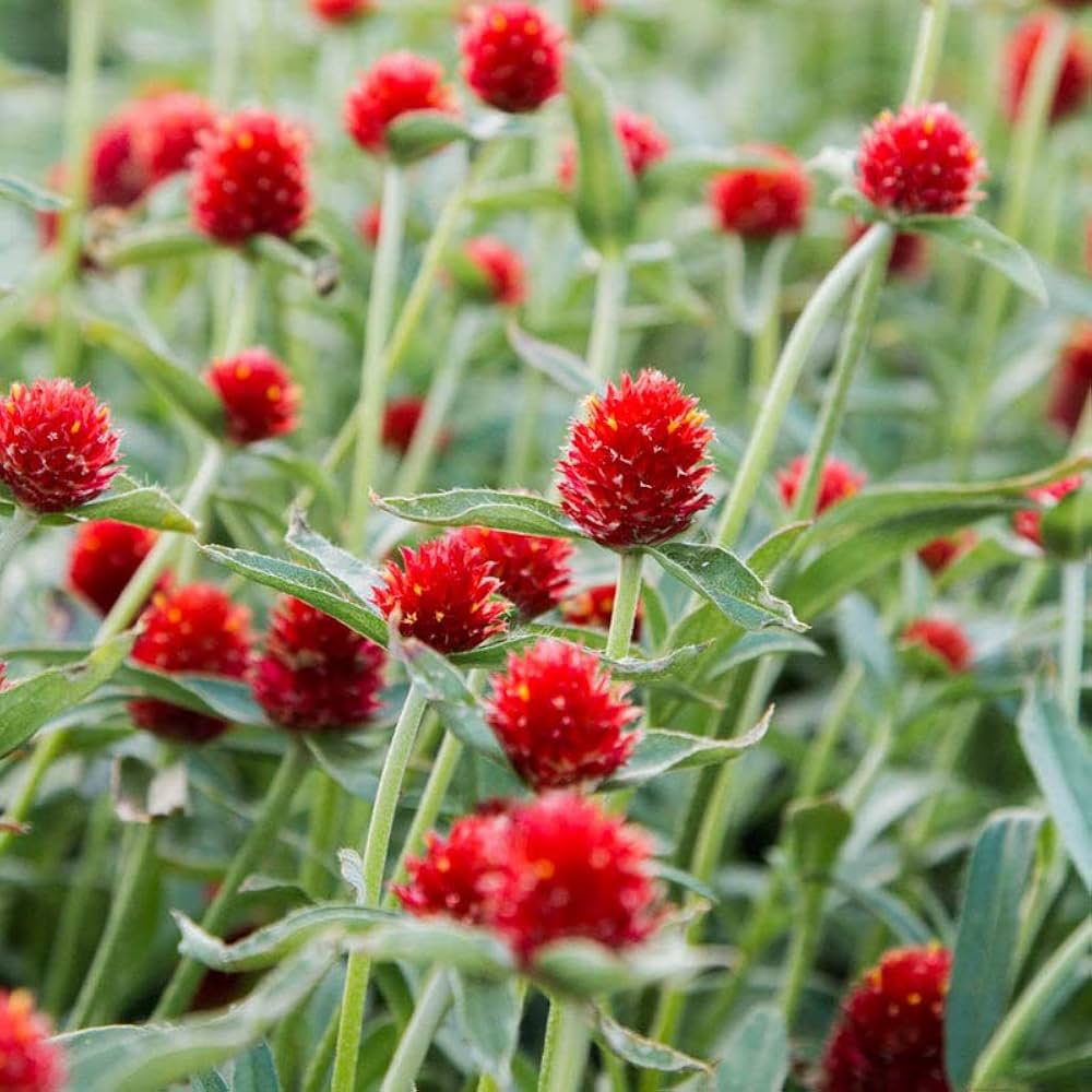 Gomphrena Higro Rose Seeds for Planting Vibrant Drought-Tolerant Flowers