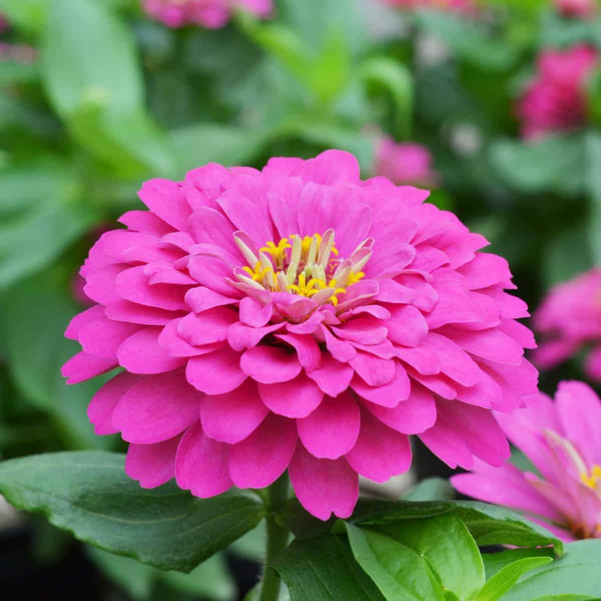 Yellow (Yellow Pink) seeds for planting in home garden