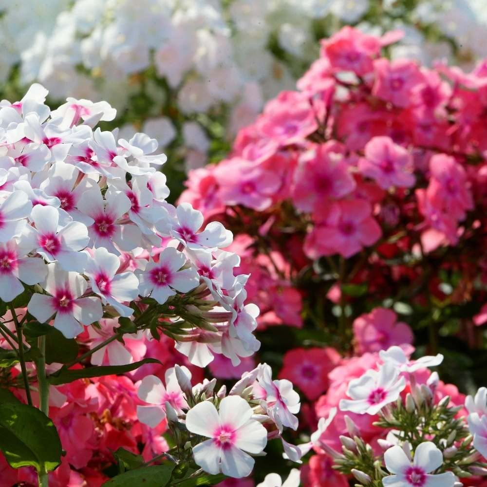 Phlox Phlox spp. Seeds for Planting in Flower Bed