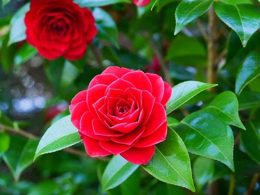 Camellia Flower Seeds Red Flower seeds for Planting - Cottage Garden Essential, Heirloom & GMO Free Seeds for Home Garden
