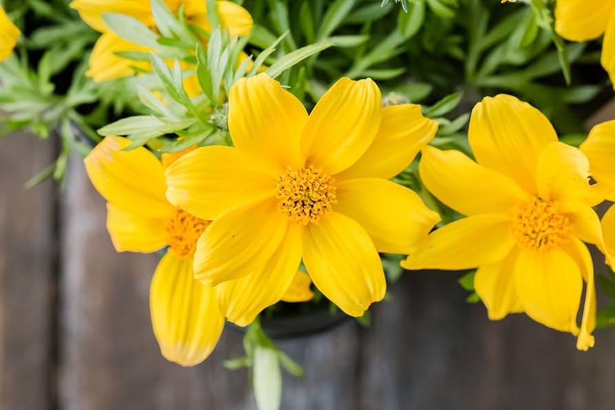 Bidens Flower seeds for Planting - Low Maintenance, Heirloom & GMO Free Seeds for Home Garden
Sale seeds for planting in home garden