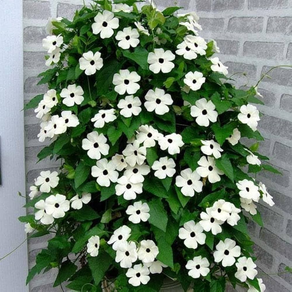 White Thunbergia Flower seeds for Planting - Bright Blooms, Heirloom & GMO Free Seeds for Home Garden