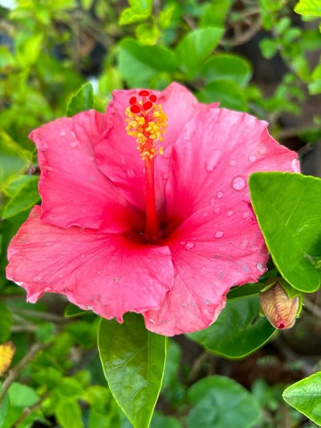 Hibiscus Flower seeds blooming in flower beds, containers, borders, and pollinator-friendly gardens
