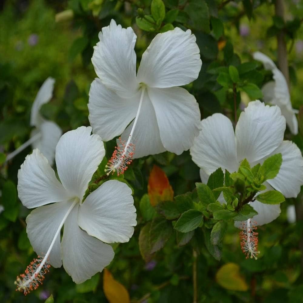 Hibiscus Seeds for Planting Hibiscus rosa-sinensis for ornamental gardens and flower beds