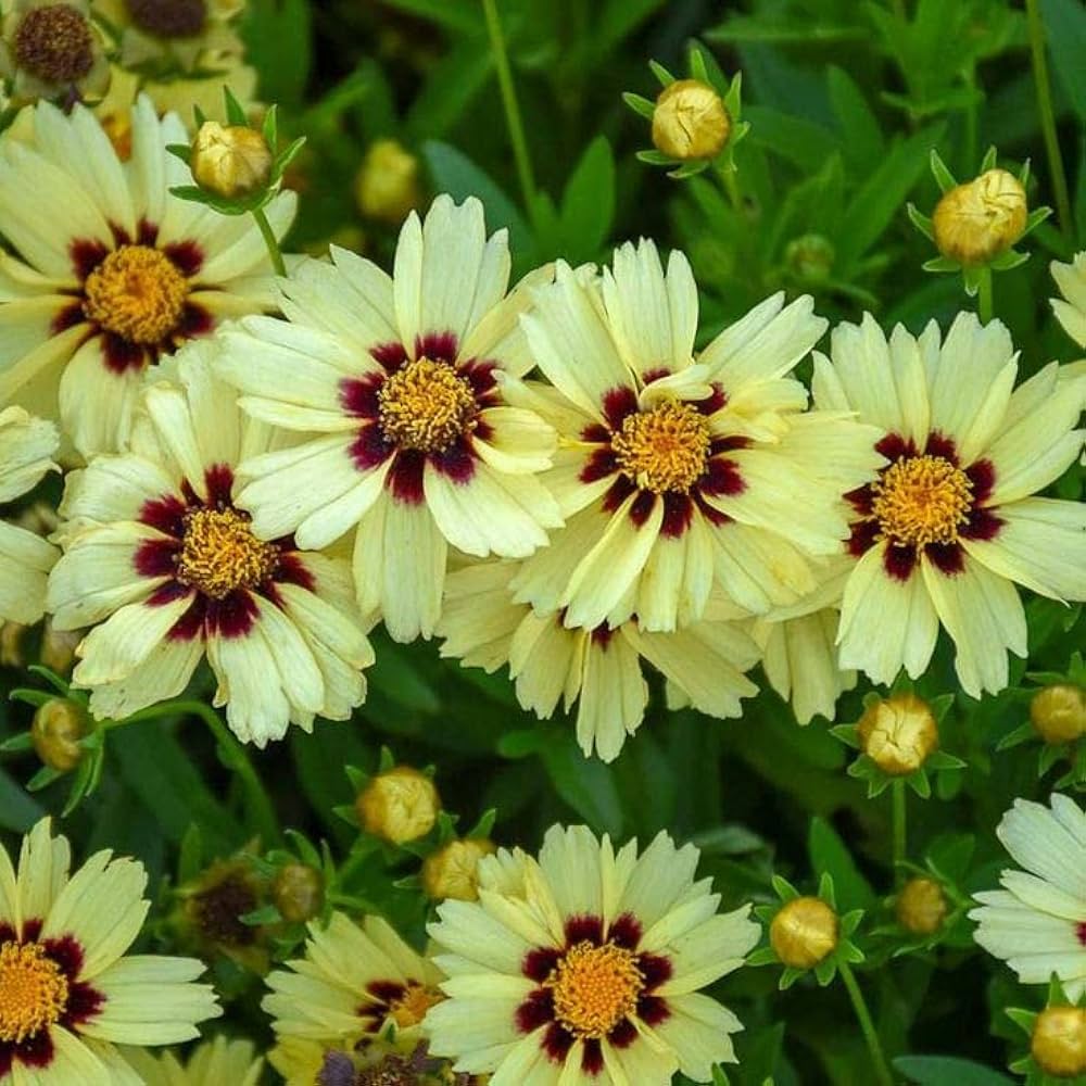 White Coreopsis Flower Seeds Planting