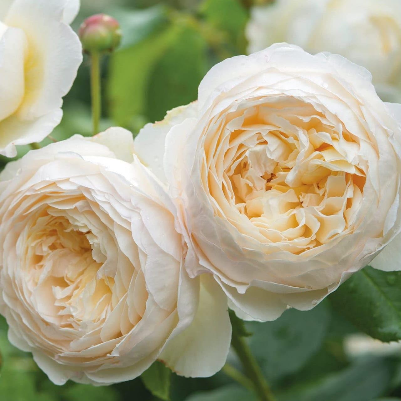 Moonlight Rose Flower seeds blooming in flower beds, containers, borders, and pollinator-friendly gardens