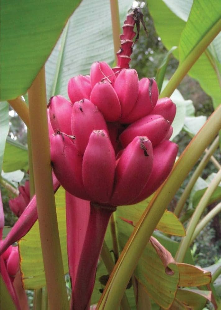 Red Banana Planting Seeds - Grow Exotic Tropical Fruit in Your Garden