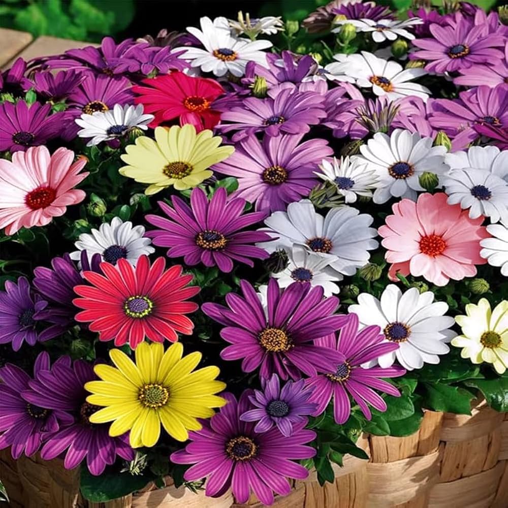 Mixed Osteospermum Flower seeds for Planting - Perfect for Borders, Heirloom & GMO Free Seeds for Home Garden