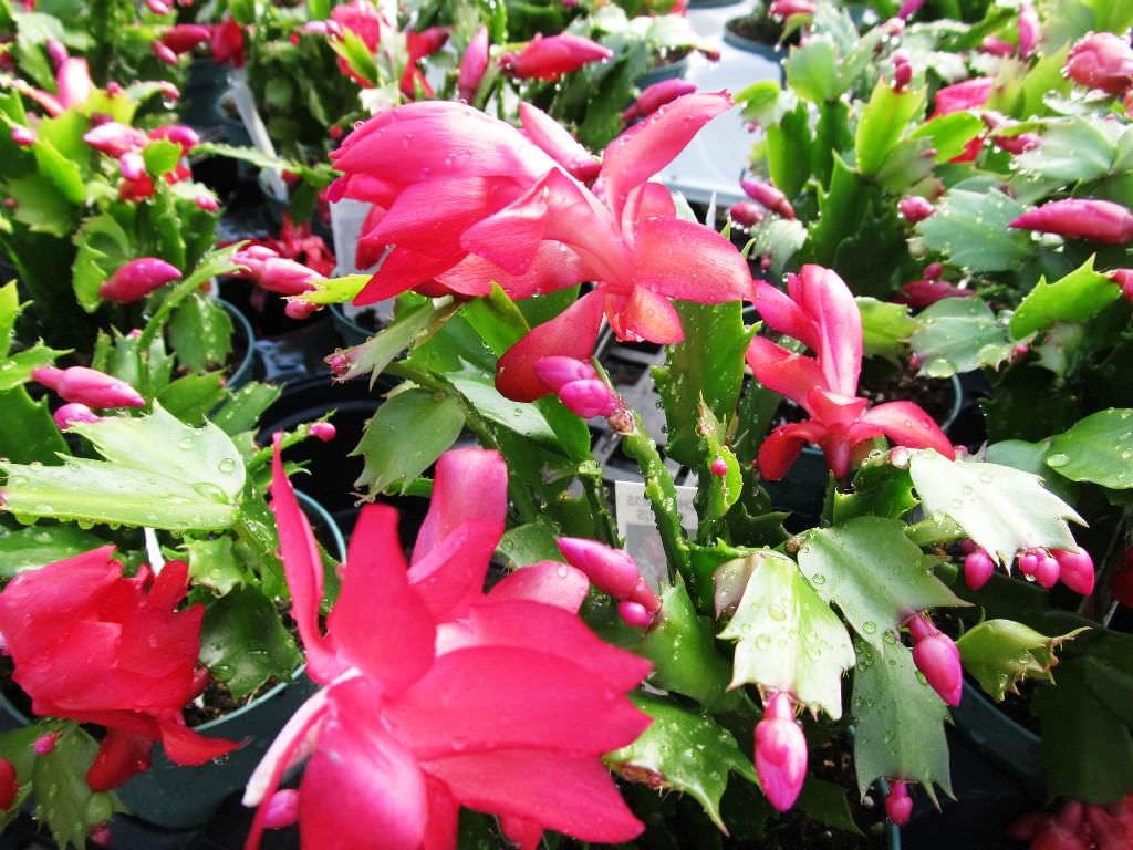 Light Pink Schlumbergera Flower seeds blooming in flower beds, containers, borders, and pollinator-friendly gardens