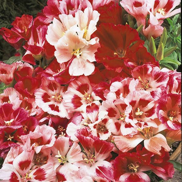 Godetia Rembrandt Clarkia spp. Flower Seeds for Planting in Flower Bed & Garden