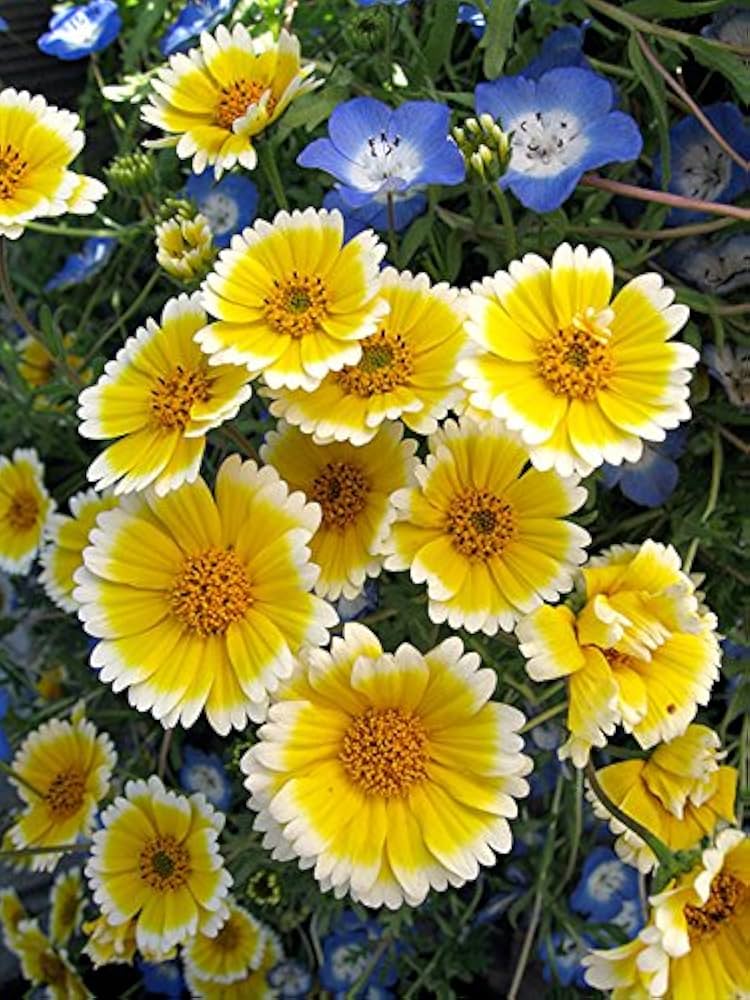 Tidy Tips Seeds Layia platyglossa for Planting in Flower Bed and Native Garden
