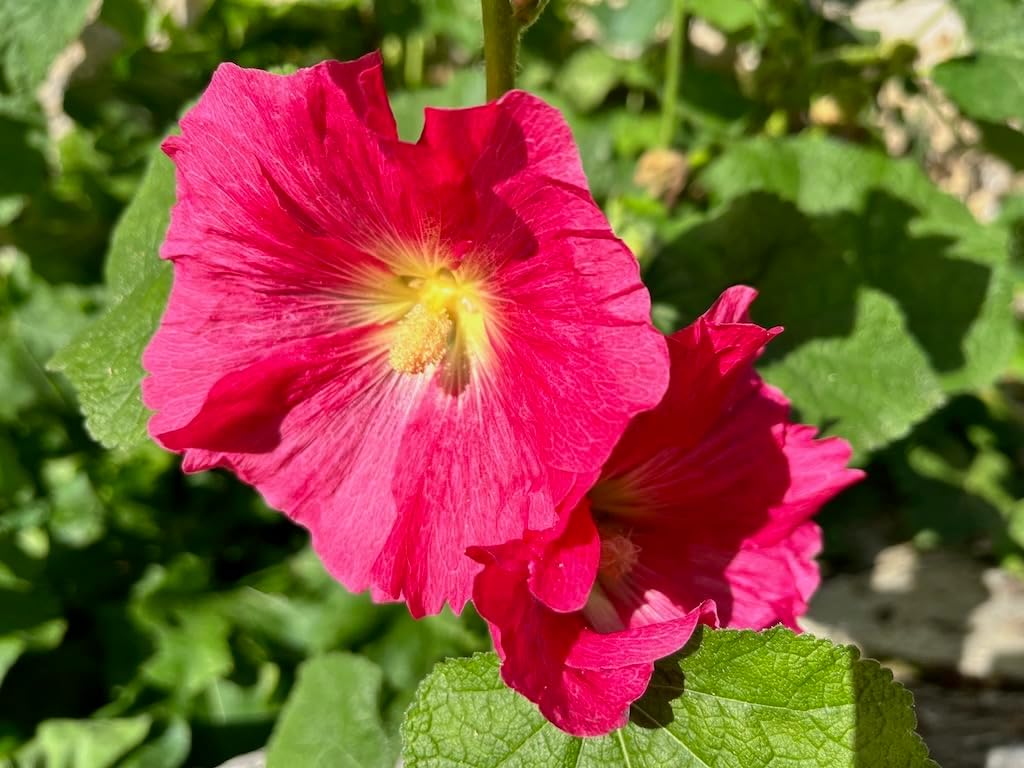 Malvarosa Flower seeds for Planting - Vibrant Colors, Heirloom & GMO Free Seeds for Home Garden
Sale seeds for home garden