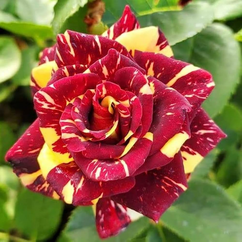Red Yellow MultiColor Rose for Planting NonGMO Heirloom Garden Seeds Hardy Variety
Sale