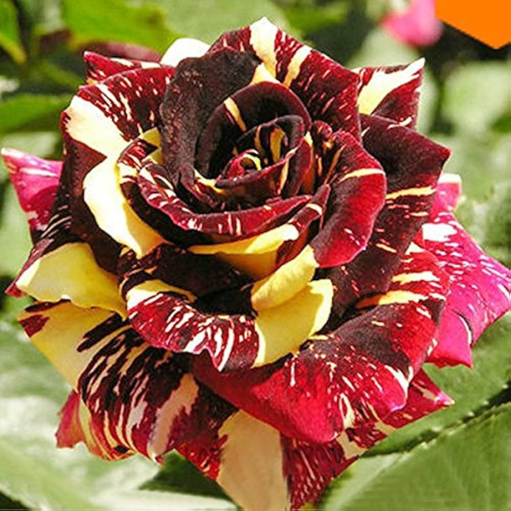 Maroon Yellow Rose Flower seeds for Planting Sun Loving Heirloom & GMO Free Seeds for Home Garden