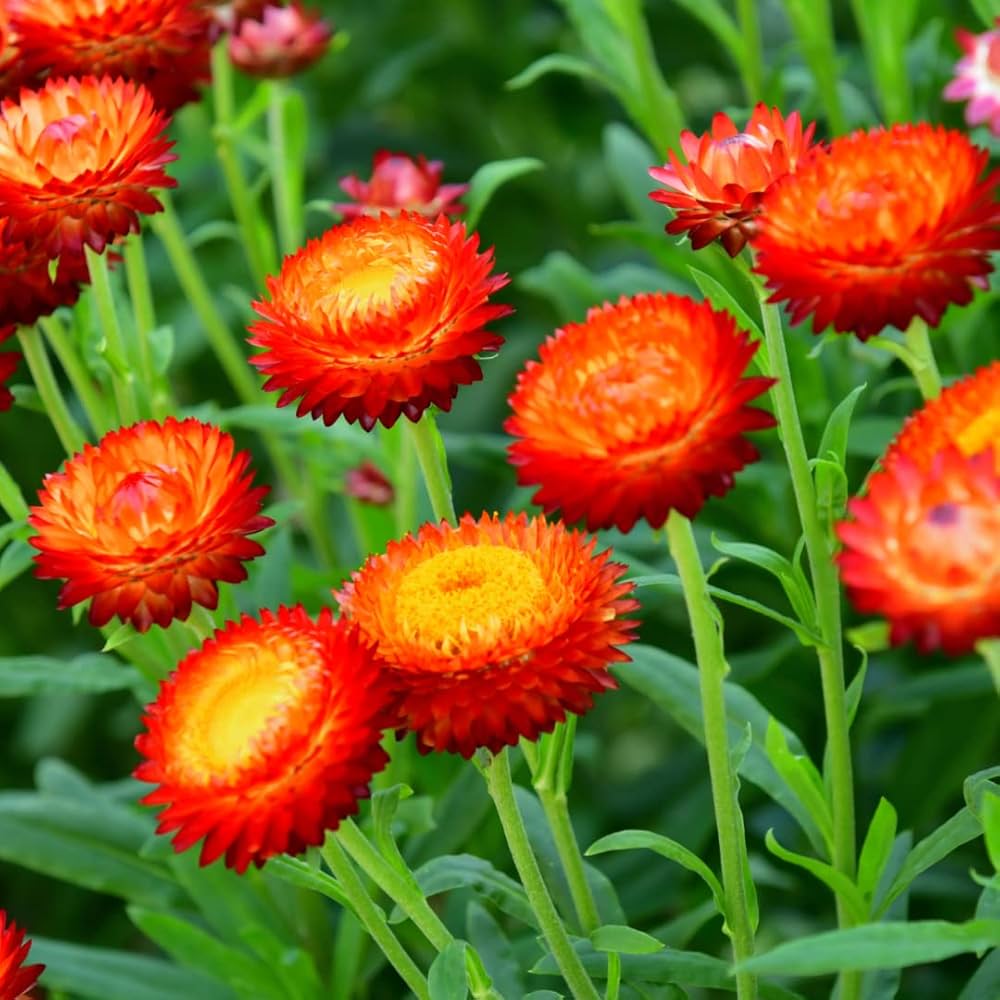 Helichrysum Red Bracteatum Flower Seeds for Planting Vibrant Annuals