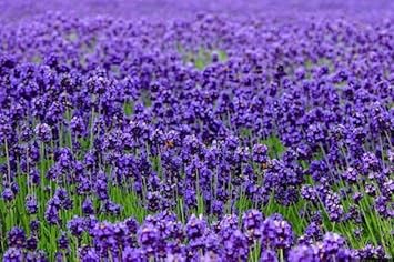 Thick Blue Lavender Flower seeds for Planting Vibrant Colors Heirloom & GMO Free Seeds for Home Garden
Sale for planting in home garden
