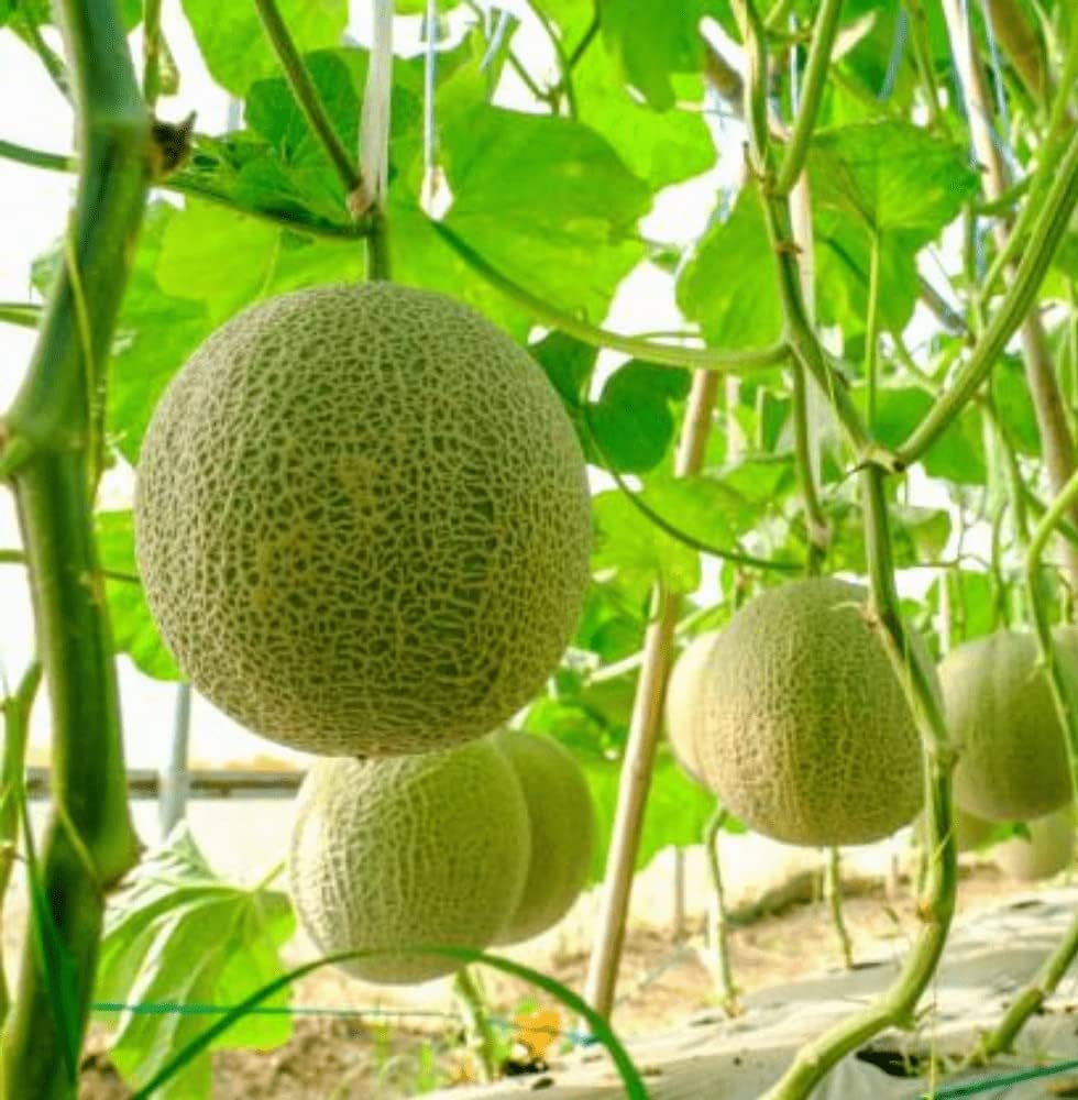 Cantaloupe Seeds for Planting Cucumis melo for vegetable patch and backyard garden