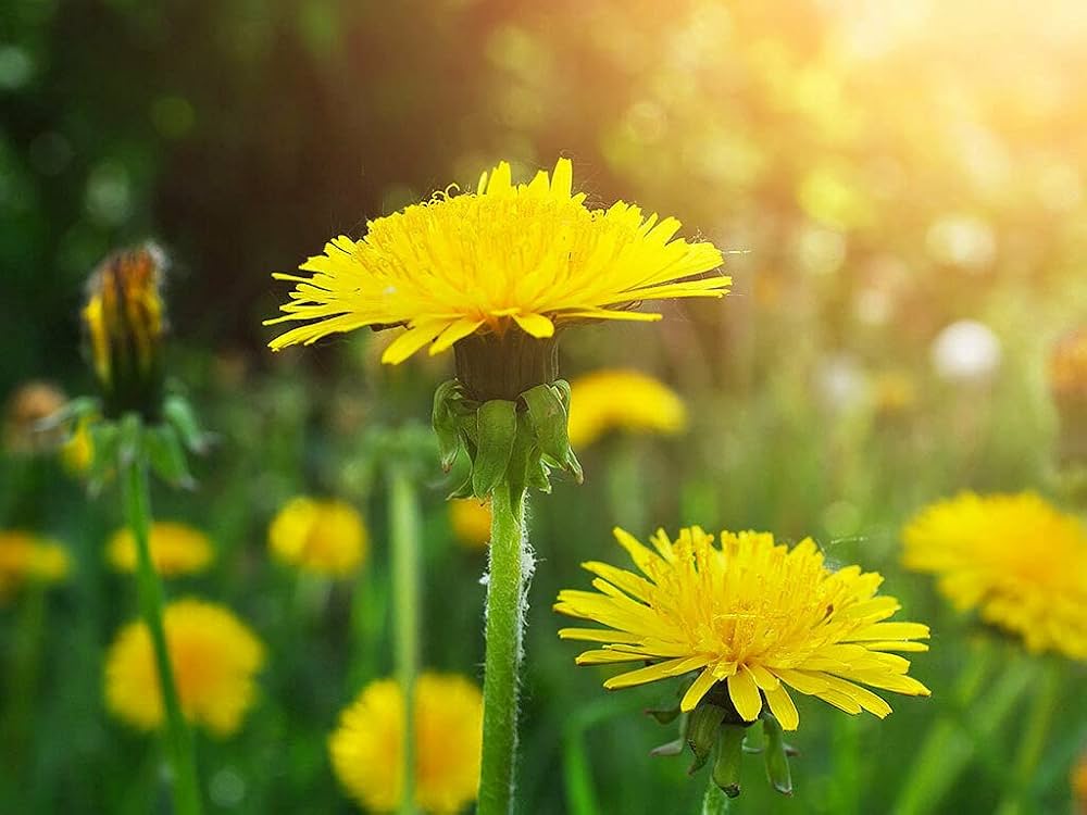 Dandelion Taraxacum officinale Leaves Asparagus Seeds for Planting in Vegetable Patch and Garden