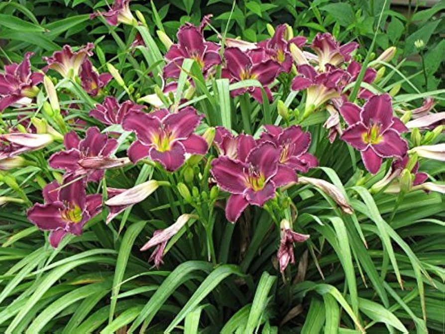 Taglilie Hemerocallis spp Flower Seeds for Planting in Flower Bed