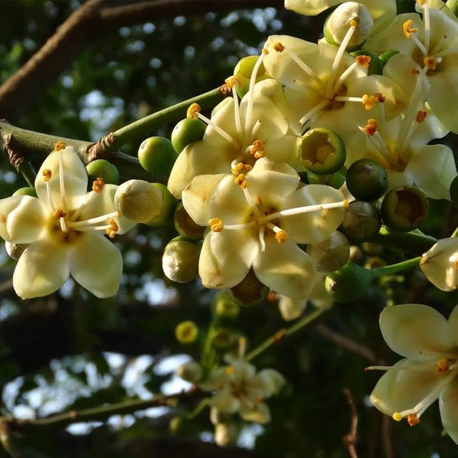 Green Ceiba Pentandra Flower seeds for Planting - Perfect for Borders, Heirloom & GMO Free Seeds for Home Garden Sale