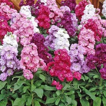 Mixed Matthiola Incana Flower seeds blooming in flower beds, containers, borders, and pollinator-friendly gardens
