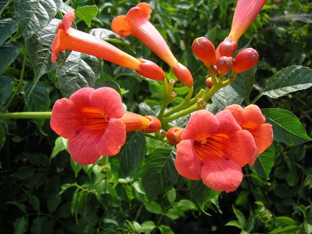 Enredadera Trompetan Flower seeds blooming in flower beds, containers, borders, and pollinator-friendly gardens