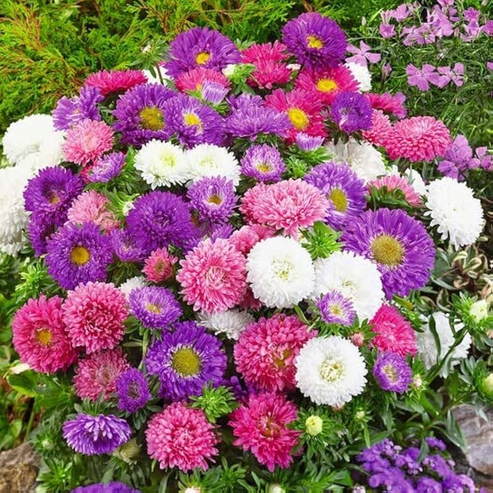 Aster Seeds for Planting flower bed home garden