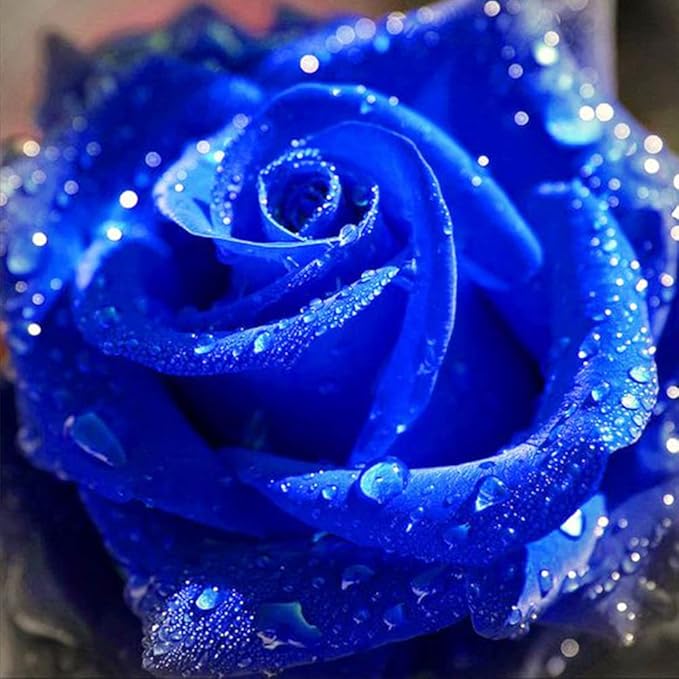 Rose Seeds, Red, Blue, White, Black Rose for Home Garden