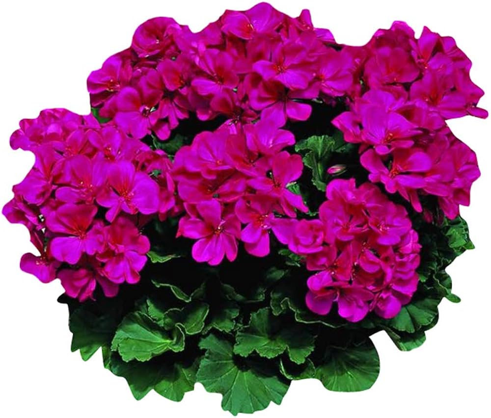 Dark Pink Geranium Pelargonium Flower Seeds for Planting Shade Tolerant Heirloom & GMO Free Seeds for Home Garden
Sale