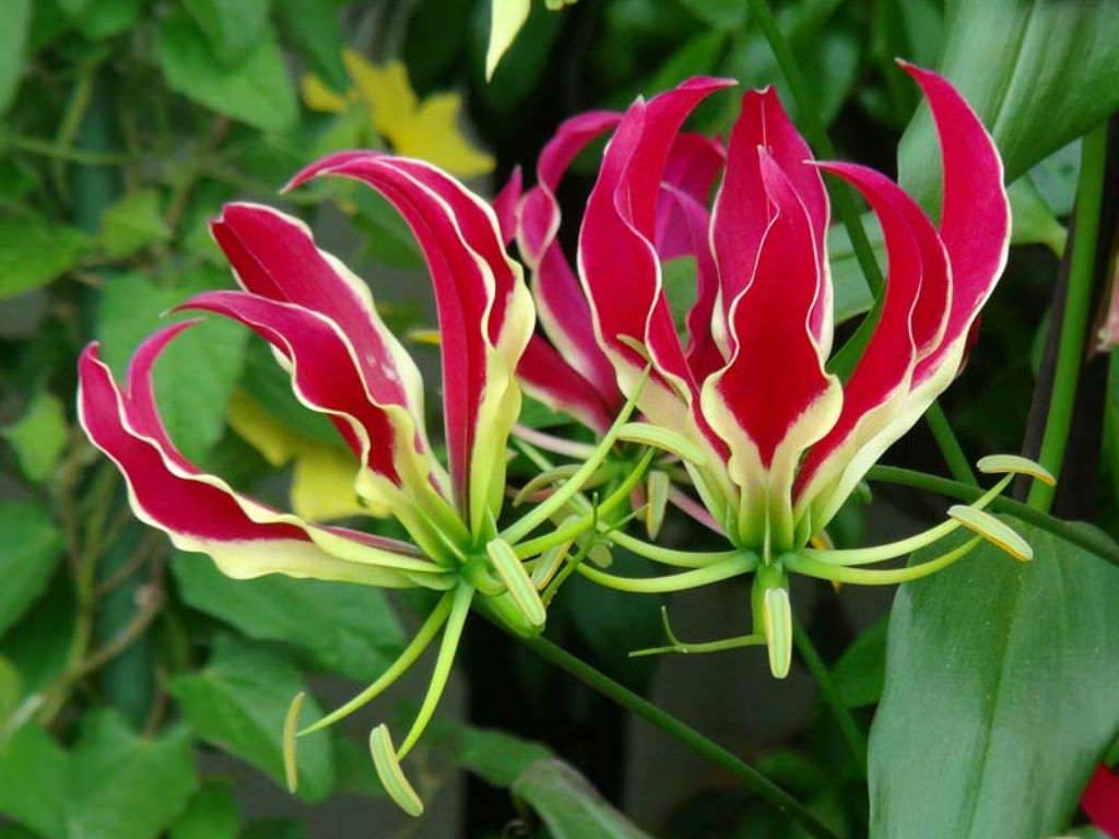Red Rothschildiana Flower seeds for Planting - Perfect for Borders, Heirloom & GMO Free Seeds for Home Garden