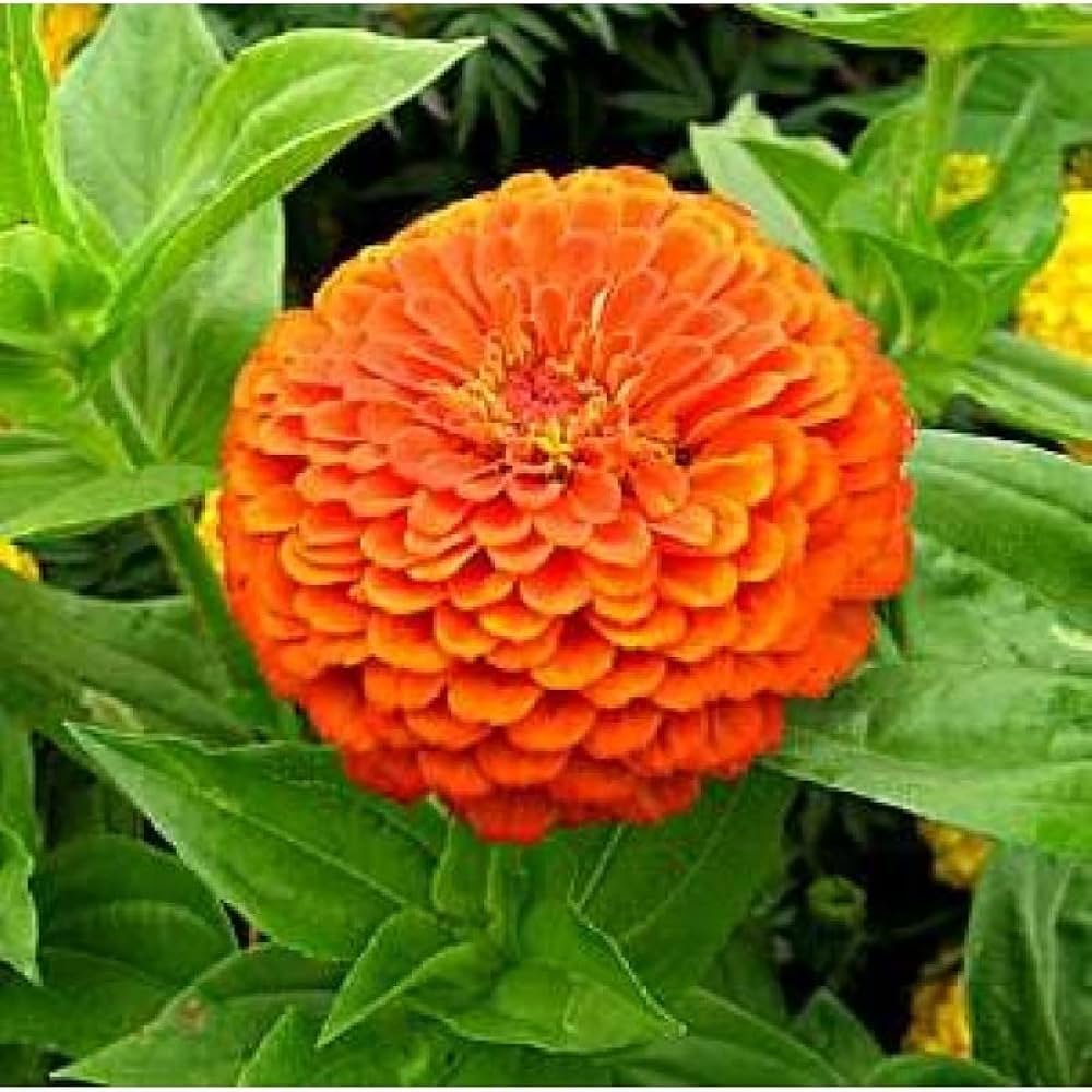 Orange King Zinnia Flower Seeds for Garden