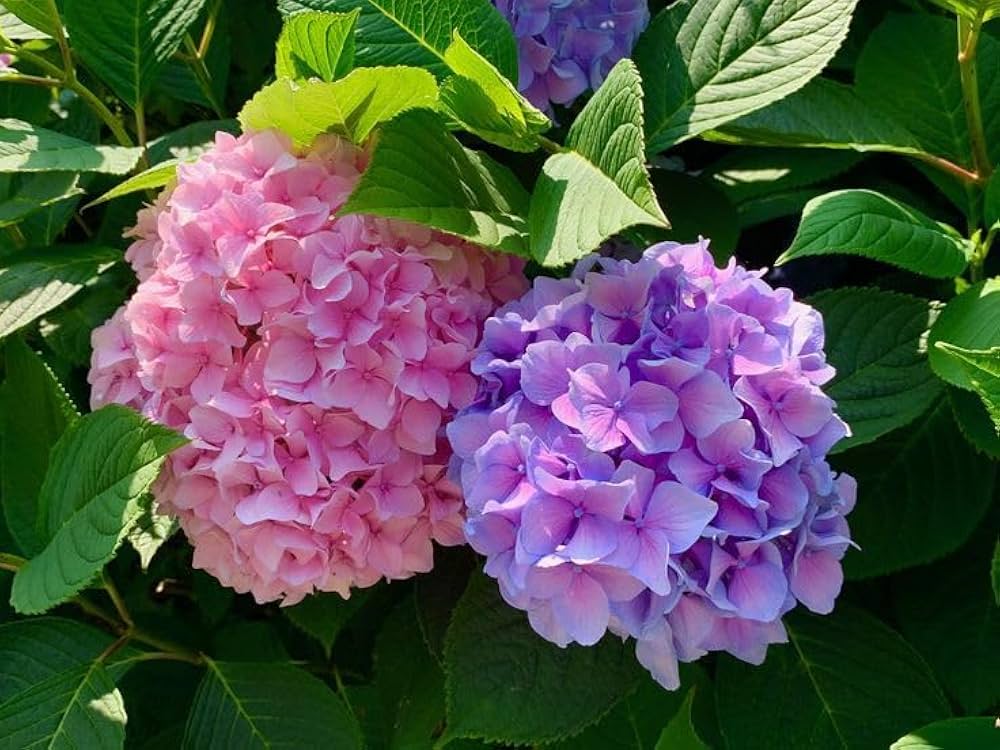 Hydrangea Hydrangea Macrophylla Seeds for Planting - Stunning Blooms for Flower Bed & Urban Garden