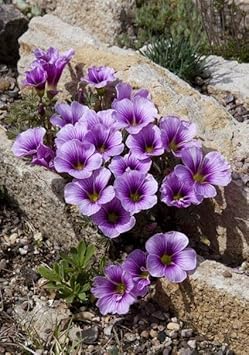 Oxalis Laciniata Flower seeds blooming in flower beds, containers, borders, and pollinator-friendly gardens