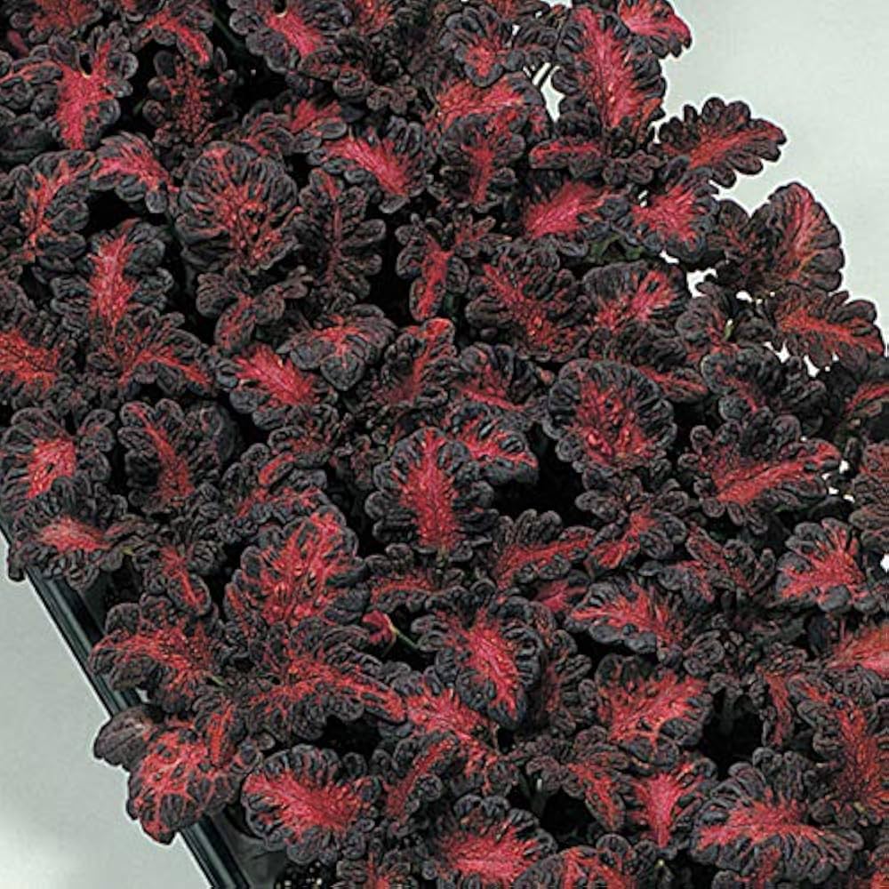 Black Dragon Coleus Flower seeds for Planting - Long Bloom Season, Heirloom & GMO Free Seeds for Home Garden
Sale seeds for home garden
