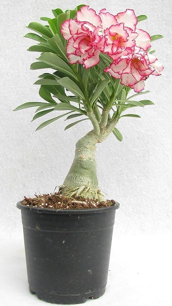 Easy Grow Roses DIY Bonsai Garden Seeds