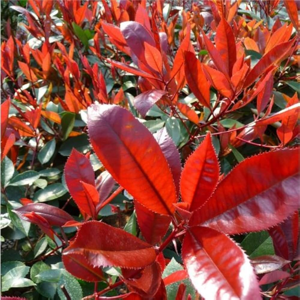Red Photinia Robin Flower seeds for Planting - Drought Tolerant, Heirloom & GMO Free Seeds for Home Garden