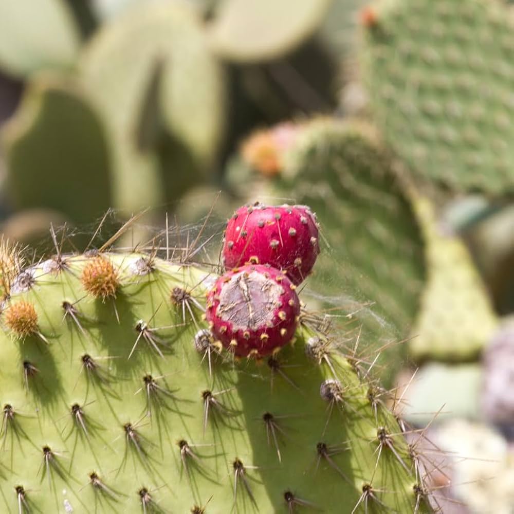 Opuntia Plant Seeds Essential Guide for Planting