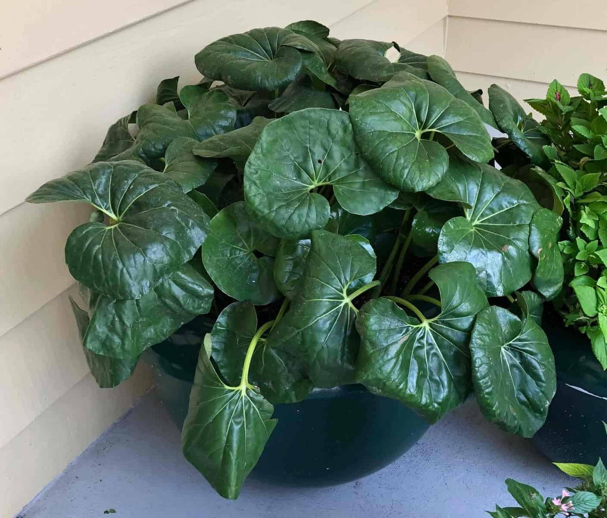 Farfugium Japonicum Flower seeds for Planting - Garden Favorite, Heirloom & GMO Free Seeds for Home Garden
Sale seeds for home garden