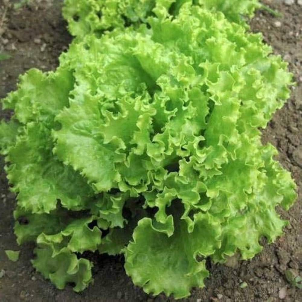 Lettuce Vegetable Seeds for planting