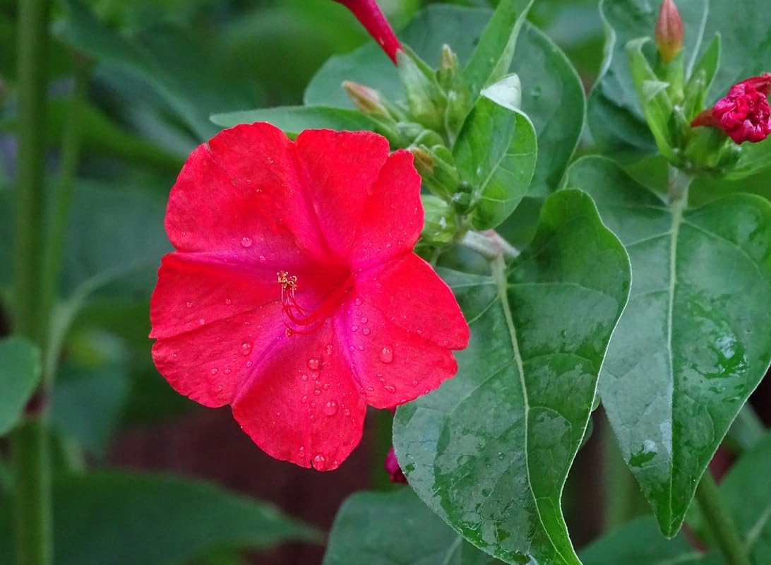 Red (Red Mirabilis) seeds for planting in home garden
