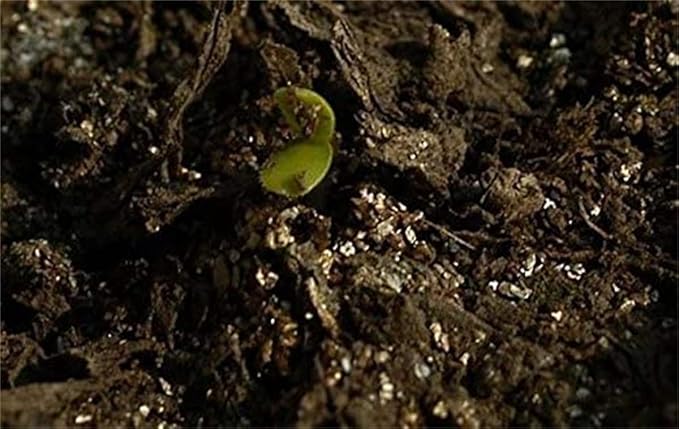 Purple Climbing Rose Seeds for Elegant, Twisting Vines