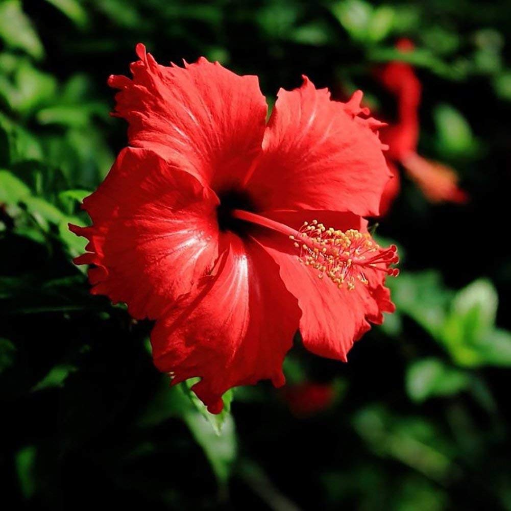 Hibiscus Flower seeds blooming in flower beds, containers, borders, and pollinator-friendly gardens