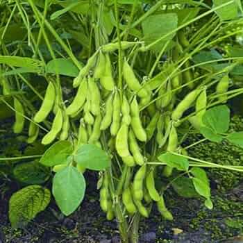 Edamame Vegetable Seeds - Easy Planting for Home Gardens