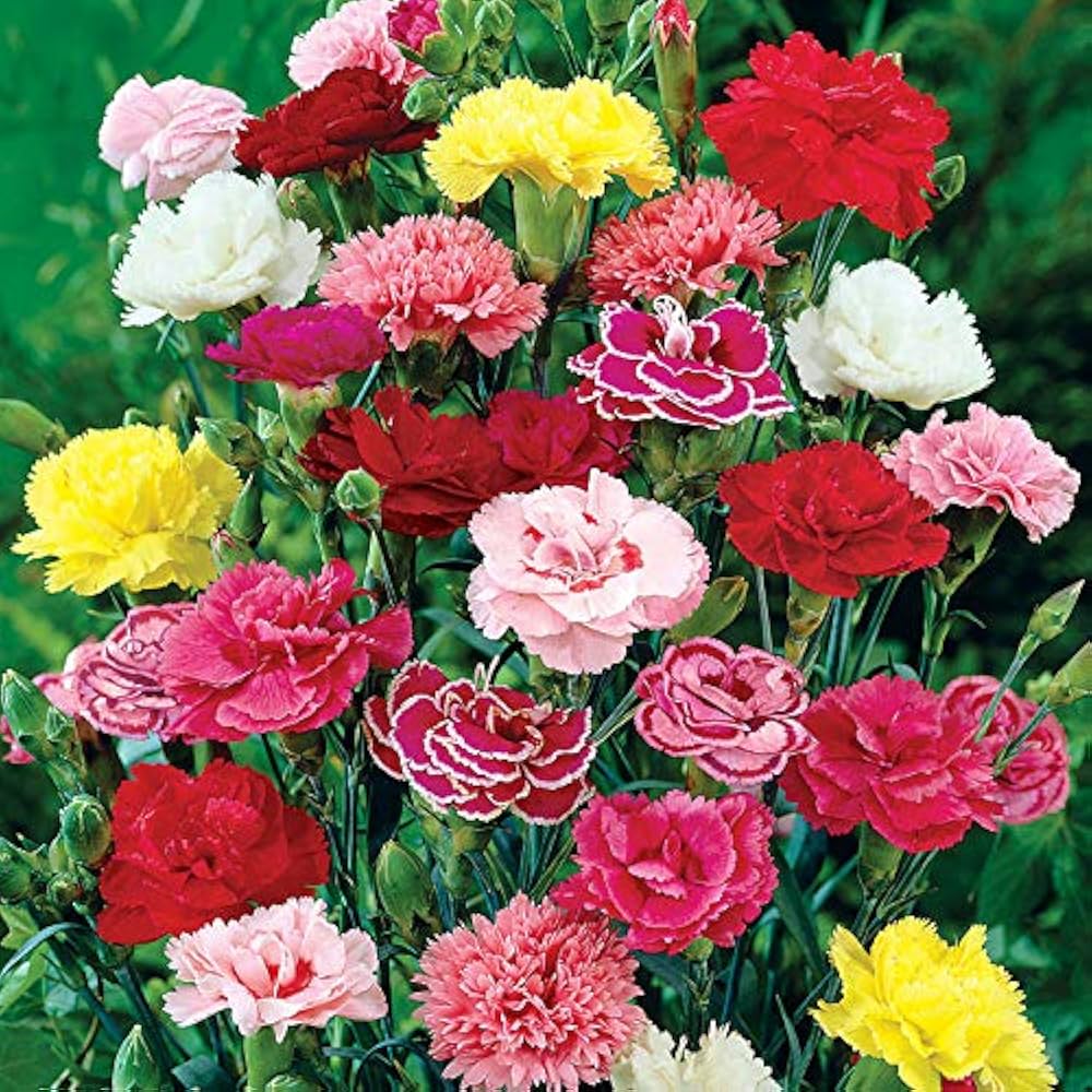 Pieces 16 Colors Available Carnation of Perennial Flowers