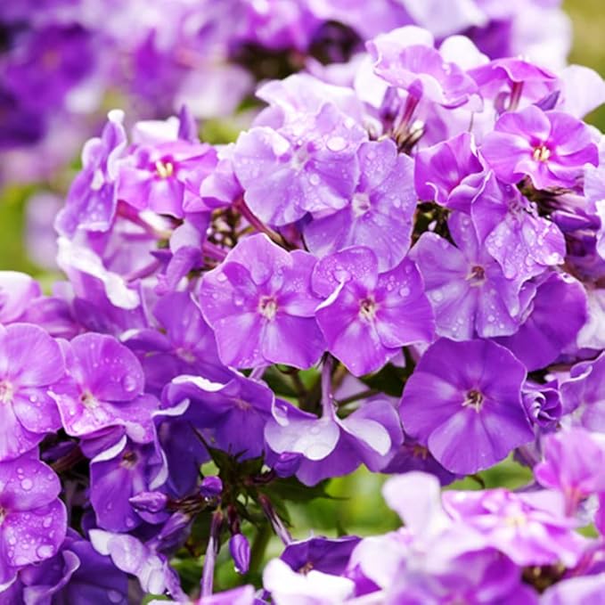 Mix Phlox Phlox spp Flower Seeds for Planting in Flower Bed