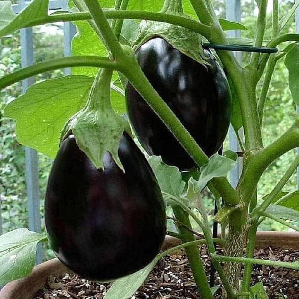 Brinjal Vegetable Seeds for Planting