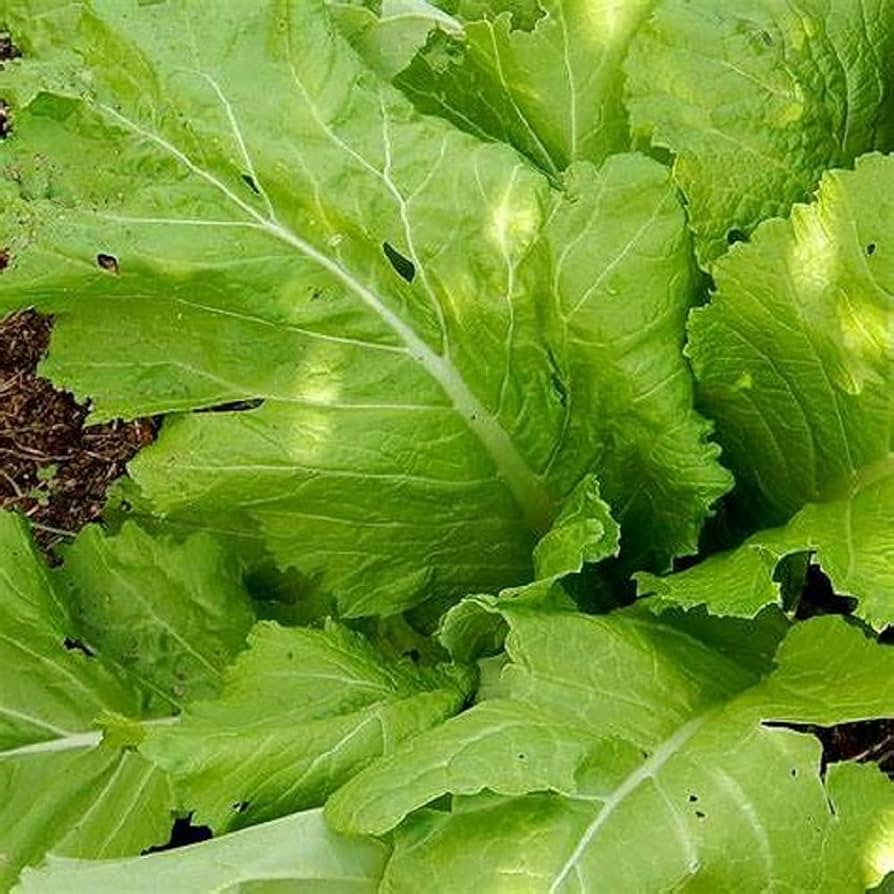 Florida Mustard Seeds for Planting Brassica juncea for vegetable gardens and home orchards