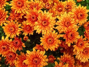 Orange Yellow Chrysanthemum Flower seeds blooming in flower beds, containers, borders, and pollinator-friendly gardens