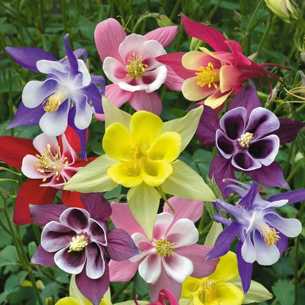 Sky Blue Columbine Flower seeds for Planting Perfect for Borders Heirloom & GMO Free Seeds for Home Garden
